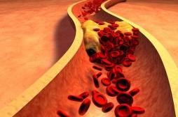 Cholestérol : découverte d'un gène participant à son élimination
