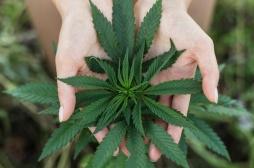 Cannabis : une légalisation rapporterait plus d'un milliard d'euros à la France