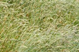 Allergies : la carte de France des graminées