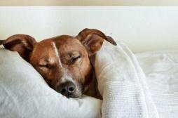Le chien, un remède contre l’eczéma et l’asthme 