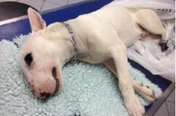 Cas de rage : les recherches se poursuivent dans la Loire