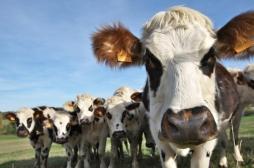 VIH, herpès : un lubrifiant à base de mucus de vache pourrait protéger contre ces IST