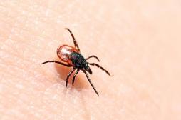 Maladie de Lyme : les associations optimistes mais vigilantes