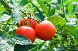 Les tomates cultivées sur mars sans danger pour l'homme 