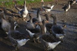 Grippe aviaire : la contre-attaque des éleveurs sur Facebook