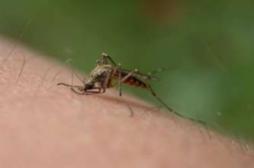 Paludisme : les chercheurs inquiets de la résistance aux traitements 