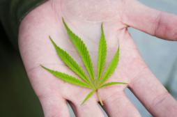 Cannabis : Valérie Pécresse agace les addictologues