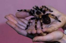 Phobies : les arachnophobes surestiment la taille des araignées  