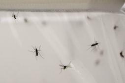 Des moustiques mutants pour éradiquer le paludisme