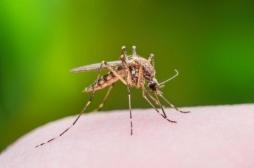 Cas de Zika dans le Var : enquête médicale à Hyères 