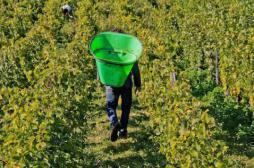 Gironde : un arrêté pour limiter l’exposition aux pesticides