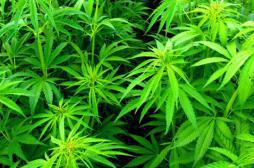 Cannabis : le Conseil Constitutionnel saisi sur la résiliation du bail locatif