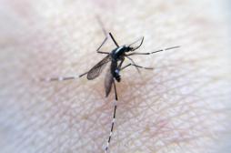 Zika : un premier cas identifié au Danemark 