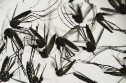 Zika : cinq Français rentrés en métropole contaminés 