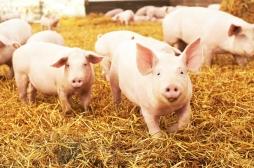 Des chercheurs ont réussi à réactiver des cellules cérébrales de porcs morts