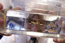 Cancer : des chercheurs assistent à la naissance de la première cellule 