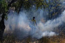 Zika : le virus qui affole la planète 