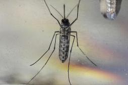 Colombie :  51 000 personnes infectées par le virus Zika 