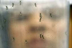 Zika : état d’urgence sanitaire à Porto Rico 