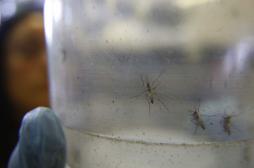 Zika : l'épidémie s'étend dans les Antilles françaises 