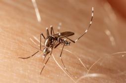 Zika :  460 cas importés en métropole 