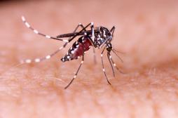 Zika : le nombre de cas augmente en Métropole