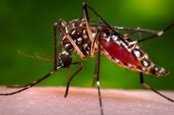 Zika : comment l'Institut Pasteur se mobilise contre le virus