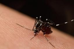 Zika : une application smartphone permet un diagnostic rapide