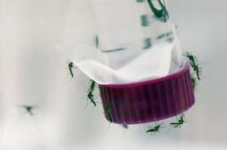 Le virus Zika provoquerait la myélite aigüe