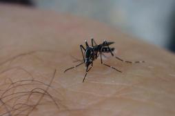 Zika : le moustique tigre chassé en Occitanie