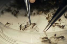 Zika : la Polynésie française tire les leçons de l'épidémie de 2013