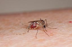 Zika : le talon d’Achille du virus vient d’être découvert