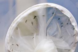 Zika : plus de 7 550 cas suspects au Cap-Vert