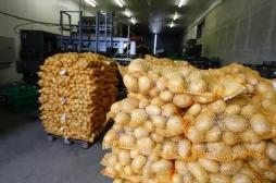 Clarebout Potatoes : l'infection mystérieuse touche 70 salariés 