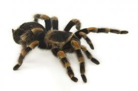 Sa phobie des araignées disparaît après une opération du cerveau