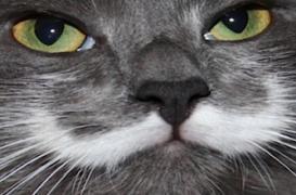 Cas de rage chez un chat : un virus transmissible à l'homme