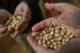 Allergie à la cacahuète : comment fonctionne la désensibilisation