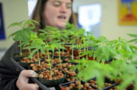 Cannabis : l’Académie de médecine tire la sonnette d'alarme