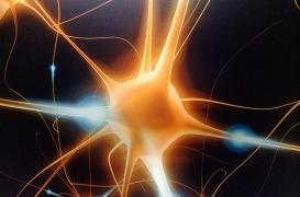 Oublier pour produire des neurones