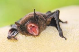 Suisse : une chauve-souris infectée par la rage a mordu un homme