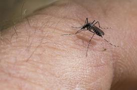 Zika : l'OMS craint que le virus ne s’attaque à l’Europe