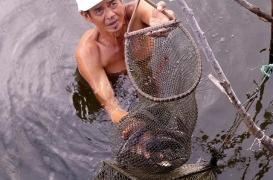 Thaïlande : du poisson cru responsable de cancers du foie