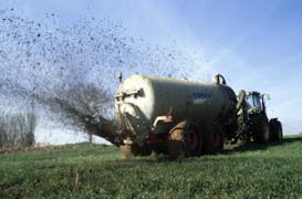 L’épandage de lisier augmente le risque d’infection au staphylocoque résistant   