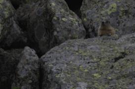 Peste : la ville chinoise de Yumen n'est plus coupée du monde 