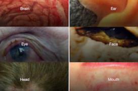 Appli : quand les médecins partagent les photos de leurs malades