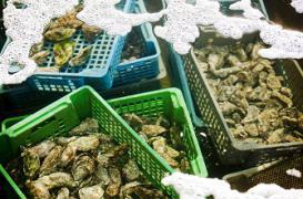 Coquillages : les contrôles sanitaires renforcés pour les fêtes