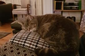 Prendre un animal de compagnie peut-il remplacer un psy ?