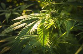 Des autotests de dépistage au cannabis en vente libre