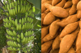 Les aliments riches en potassium protègent de l'AVC