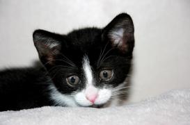 Japon : une femme meurt après la morsure d’un chat infecté par une tique